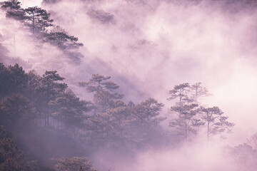 Scenery of an early morning with fog and trees at highland in Da Lat Viet Nam