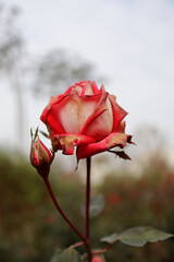 장미withered rose