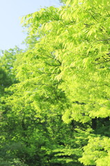 Fototapeta premium 日本の新緑