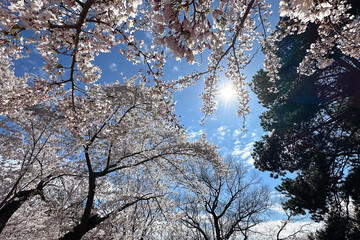 Beautiful blooming cherry trees in springtime. Toronto, Canada.