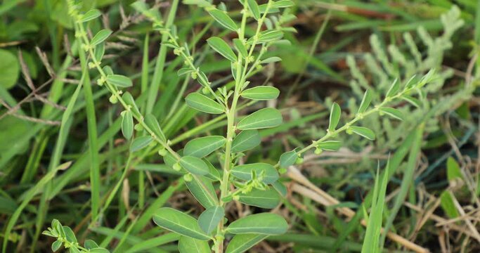 Plant closeup. Nature background, concept.