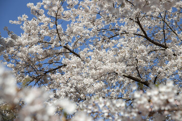 Cherry blossom in full bloom in springtime with blue sky. High Park, Toronto.