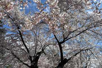 Cherry blossoms are in full bloom with a blue sky in the background. Toronto, Canada.