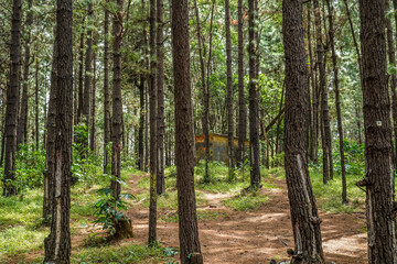 family setting up a tent in the middle of a rubber forest, family vacation concept.
