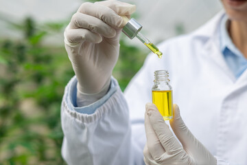 The hands of scientists dropping marijuana oil for experimentation and research, Concept of herbal...