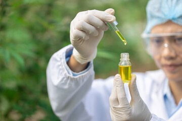 The hands of scientists dropping marijuana oil for experimentation and research, Concept of herbal alternative medicine, cbd hemp oil, pharmaceptical industry.