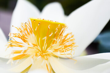연꽃,Lotus