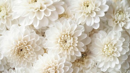 Close up image of white chrysanthemum flowers in a studio setting