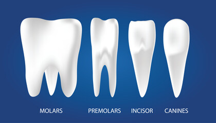 types of human teeth vector