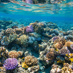 sea, underwater, water, coral, reef, fish, ocean, diving, tropical, nature, scuba, beach, snorkeling, travel, summer, marine, egypt, clear, blue, island, caribbean, dive, coral reef, sand, school