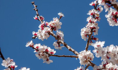 Close-up of apricot blossoms in springtime on a tree in the Himalaya Mountains in India