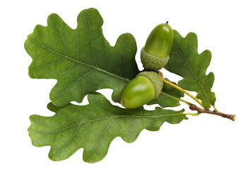 an oak branch with green leaves and acorns, carved from the background