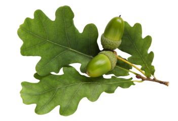 an oak branch with green leaves and acorns, carved from the background
