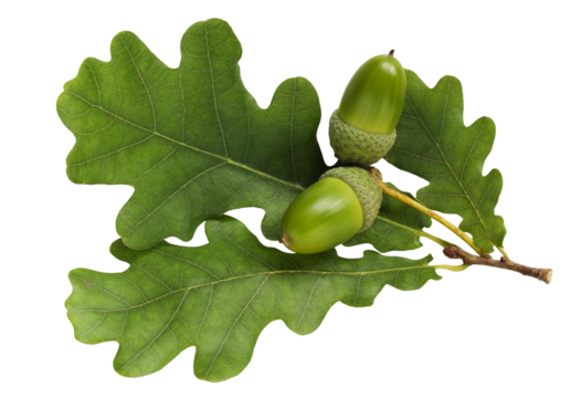 an oak branch with green leaves and acorns, carved from the background