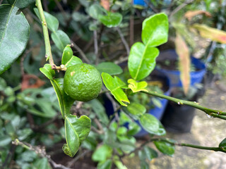 small orange fruit. need to be cared for so they grow quickly and can be harvested