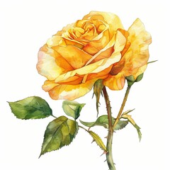 Yellow rose watercolor isolated on white background - obrazy, fototapety, plakaty