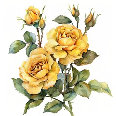 Yellow roses watercolor isolated on white background - obrazy, fototapety, plakaty