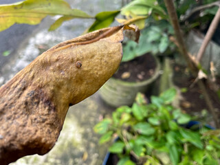the leaf texture looks fresh and detailed