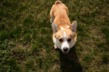 Cheerful baby corgi playing in the nature. Funny pets.