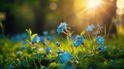 Tiny blue forget me not blooms in a spring meadow