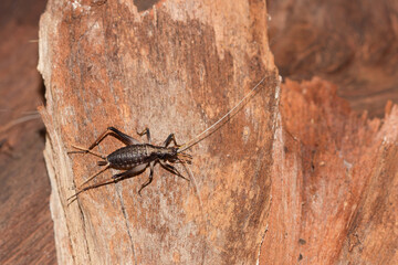 虫の音楽家 スズムシ
