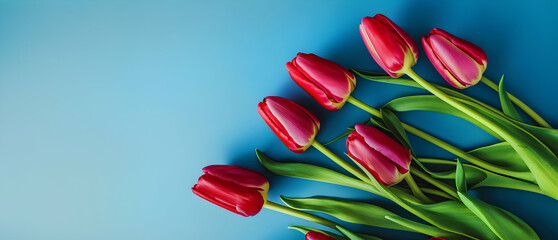 Red tulips on blue background with copy space. Wide header for greetings card or invitation.