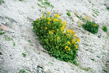 Groundsel (Senecio taraxacifolius) on subnival gravelly sparse meadow of the North Caucasus