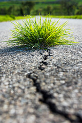 A small terrestrial plant is emerging from a crack in the asphalt road surface, contrasting with...
