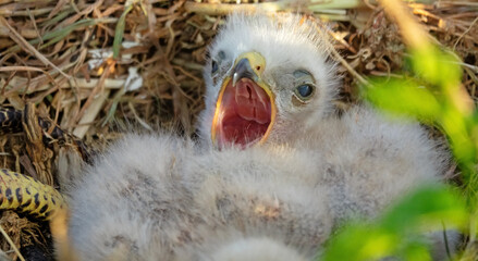 Long-legged buzzard (Buteo rufinus) nestlings are 5 days old, elder's eyes are open. White chicks in the first downy plumage, they don 't hold heads well, sleep a lot. Yawning. Crimea, Kerch - obrazy, fototapety, plakaty