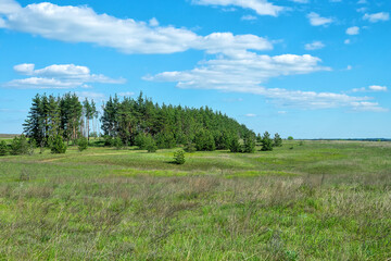 Forest-steppe with an old grove of pine (pinery, stand of pine trees, probably artificial forest) at springtime. Sandy soil of ancient dunes