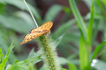 自慢の翅 ツマグロヒョウモン