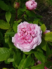 pink rose in garden