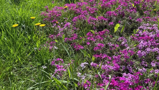 Dandelion flowers and alpine phlox in field.