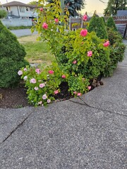 flowers in the garden