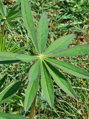 Obraz premium close up of a plant