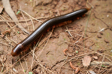 Millipedes walk on the ground with dry twigs as a barrier to travel.