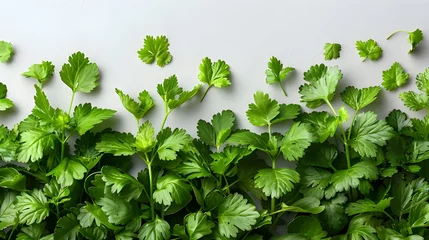 Fotobehang Parsley Leaves on White background. Fresh green vegan vitamin parsley isolated on white background ai generated  © Hamid