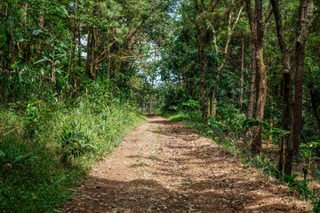 Obraz premium a small dirt and rock road to get to the depths of the forest. rubber trees growing along the side of the road.
