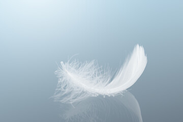 Single White Bird Feather with Refection. Beautiful Feather Abstract Background.	
