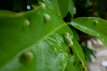 detailed photo of galls on water apple leaves. macro photo of plant leaves infected by parasites or pests