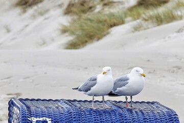 seagulls on the beach chair