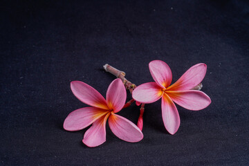 frangipani flowers isolated in black with empty space for advertising photocopy.