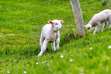 lamb on the dike