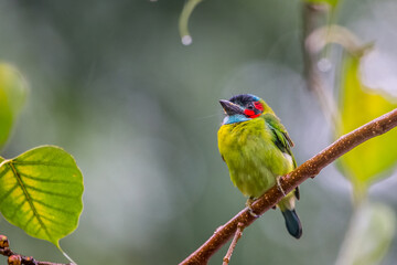 Blue-eared Barbet (Psilopogon duvaucelii ) launching off from tree branch in thick tropical rainforest in namtok saikhao National Park Thailand, Asia.video