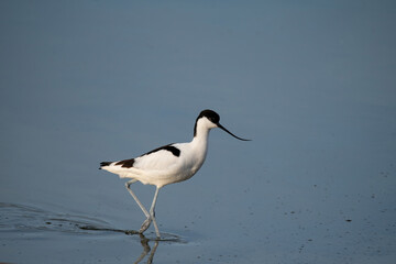 Pied Avocet in water looking for food (Recurvirostra avosetta)