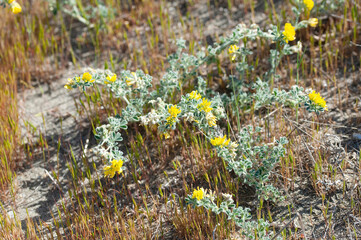 Sea or coastal medick, Medicago marina plant on a sandy beach. Close up