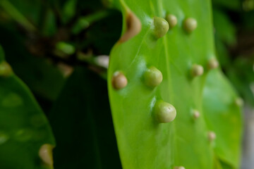 detailed photo of galls on water apple leaves. macro photo of plant leaves infected by parasites or pests