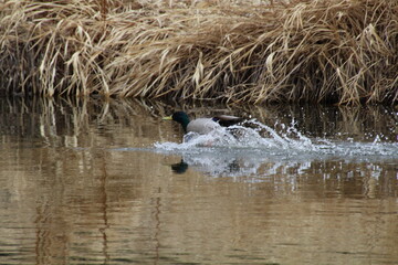 Duck Landing On The Water, Pylypow Wetlands, Edmonton, Alberta