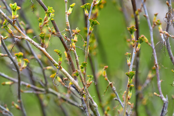 Spring currant branches with young leaves. The first spring green shoots on currant branches.