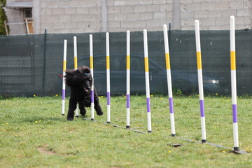 Dog running slalom on the agility field for dogs - 798581545